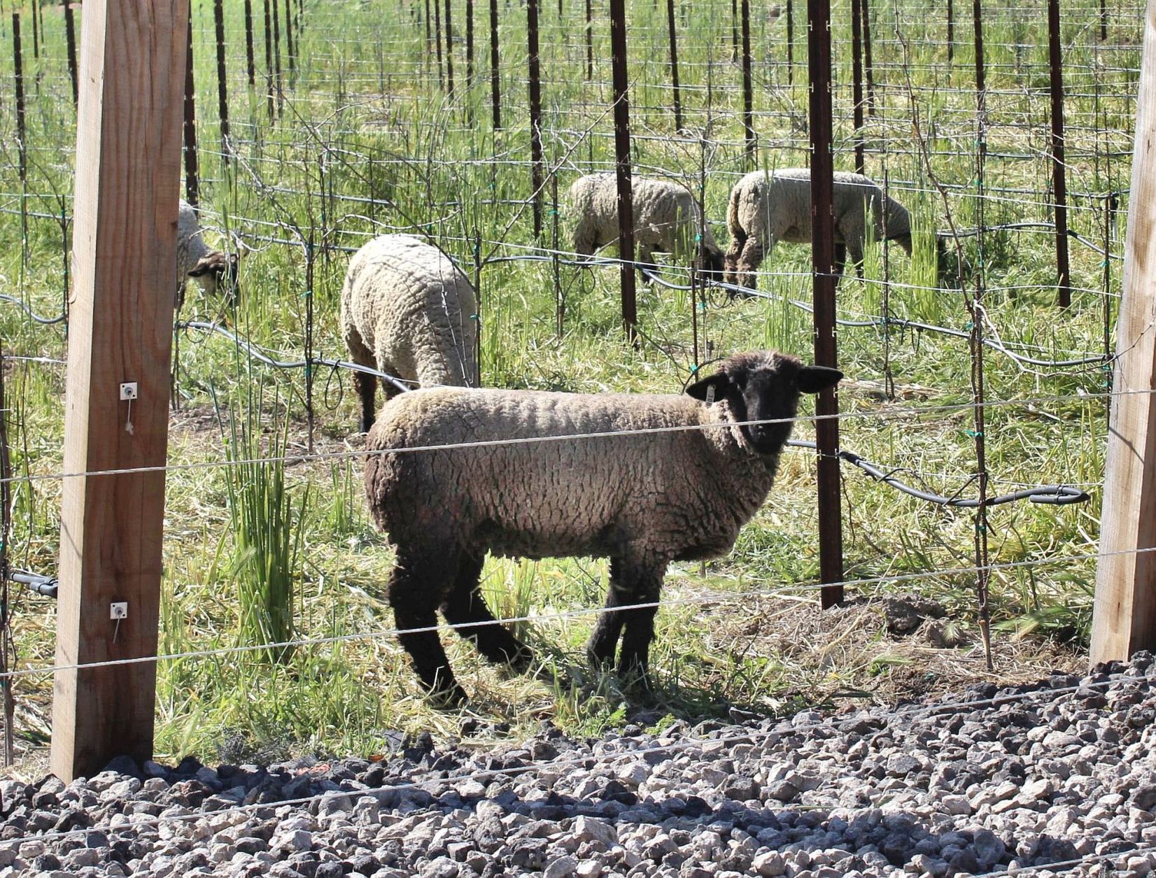 Rombauer Vineyards